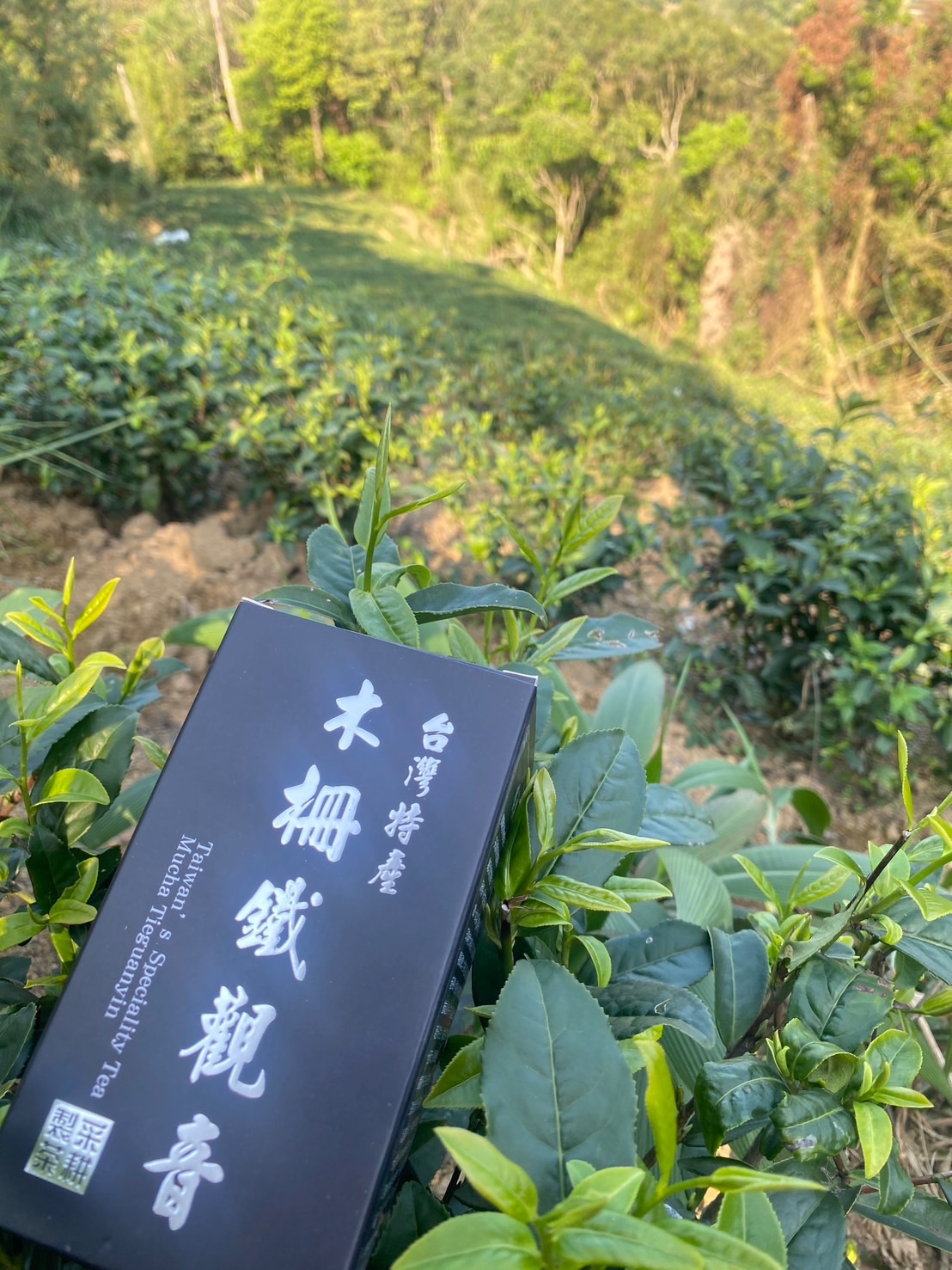 『正欉鐵觀音、木柵鐵觀音』4兩裝、茶葉 球型烏龍茶 焙火果香 焦糖奶油香 熟果香（中發酵、重焙火）