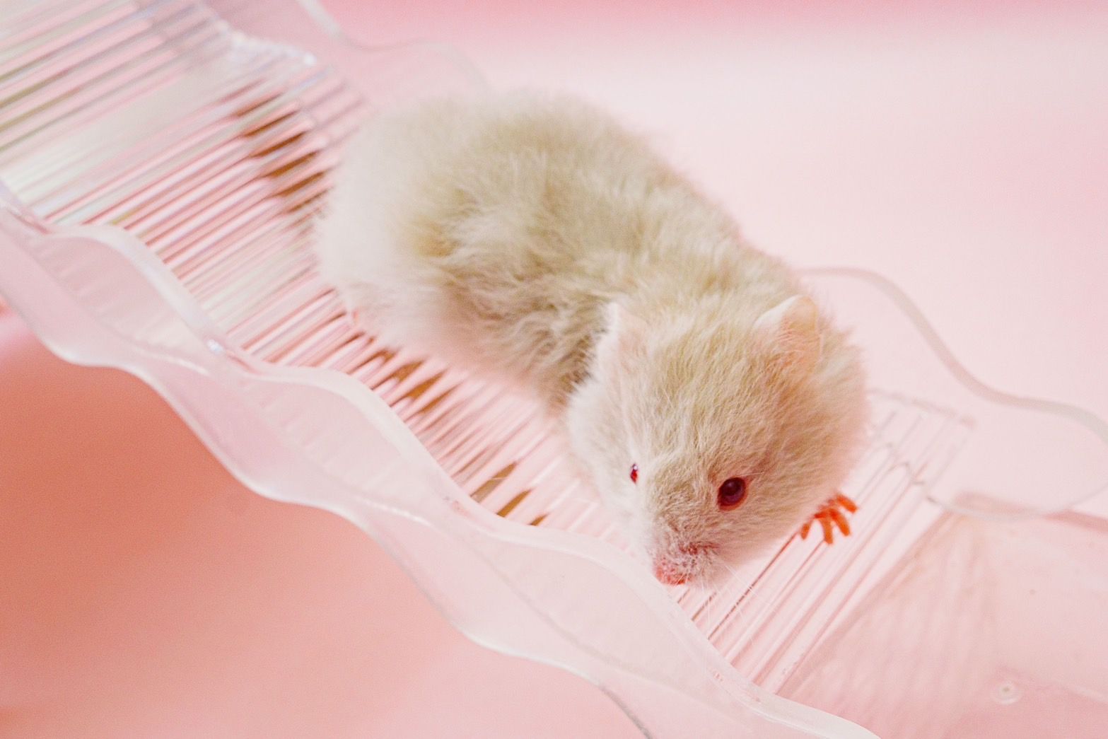 勞叔小動物壓克力溜滑梯