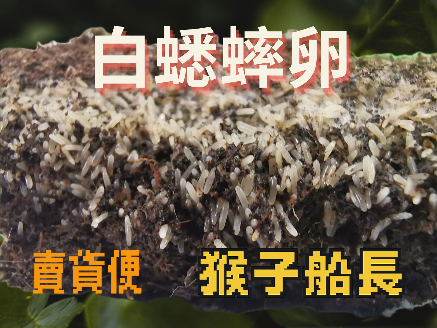 白悉率卵/黑悉率卵