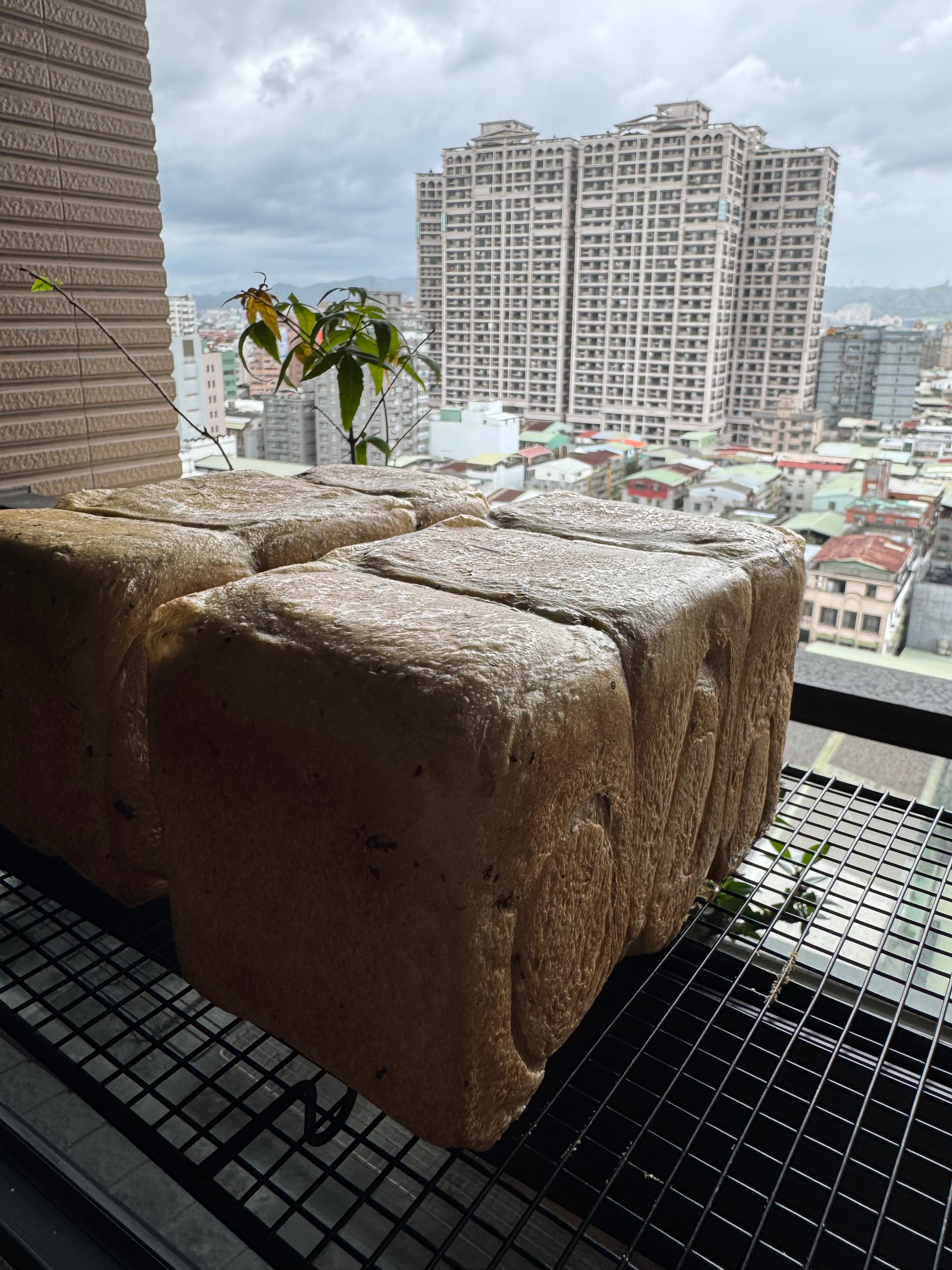 紅茶還是焙茶揉道吐司