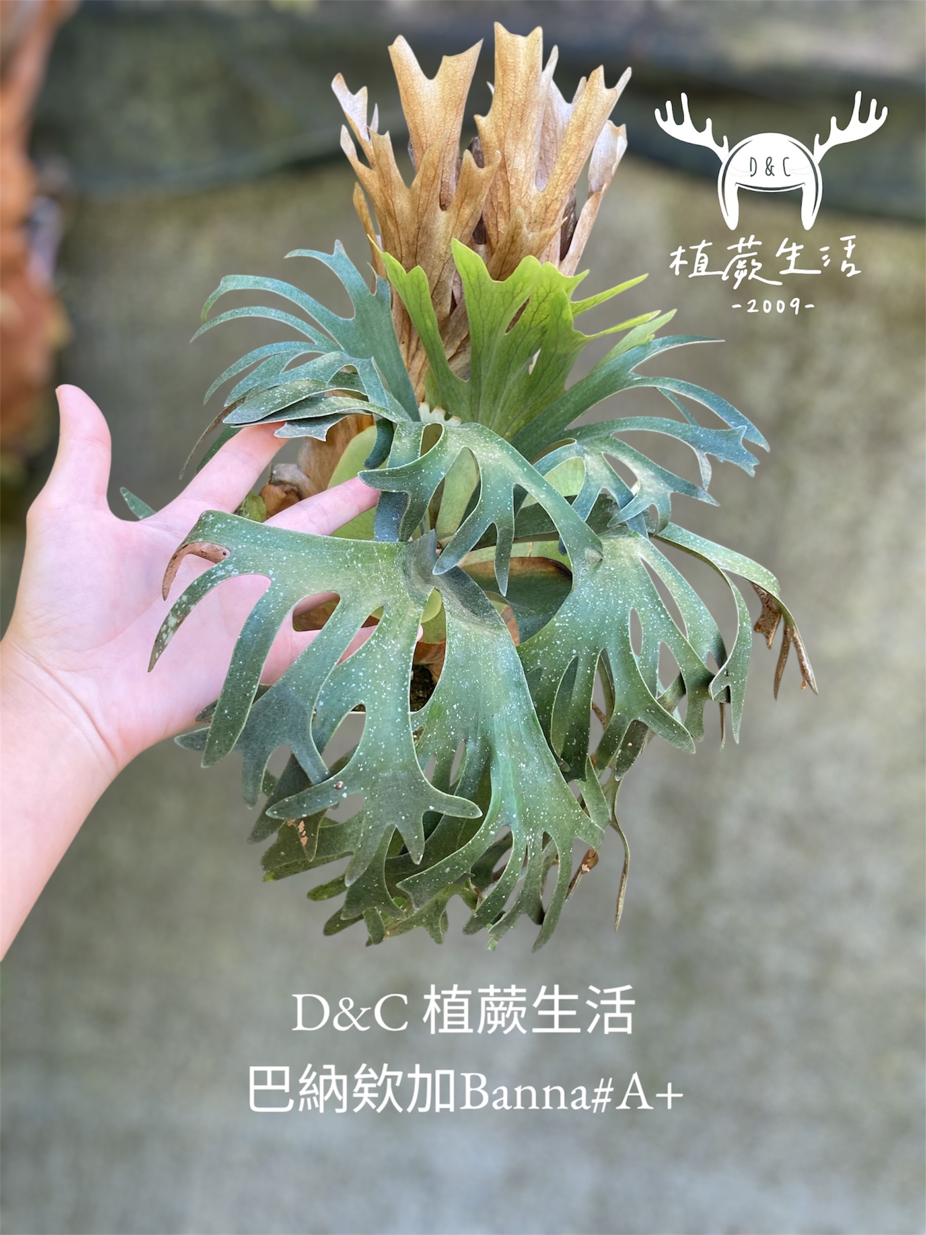 巴納欸加孢子苗