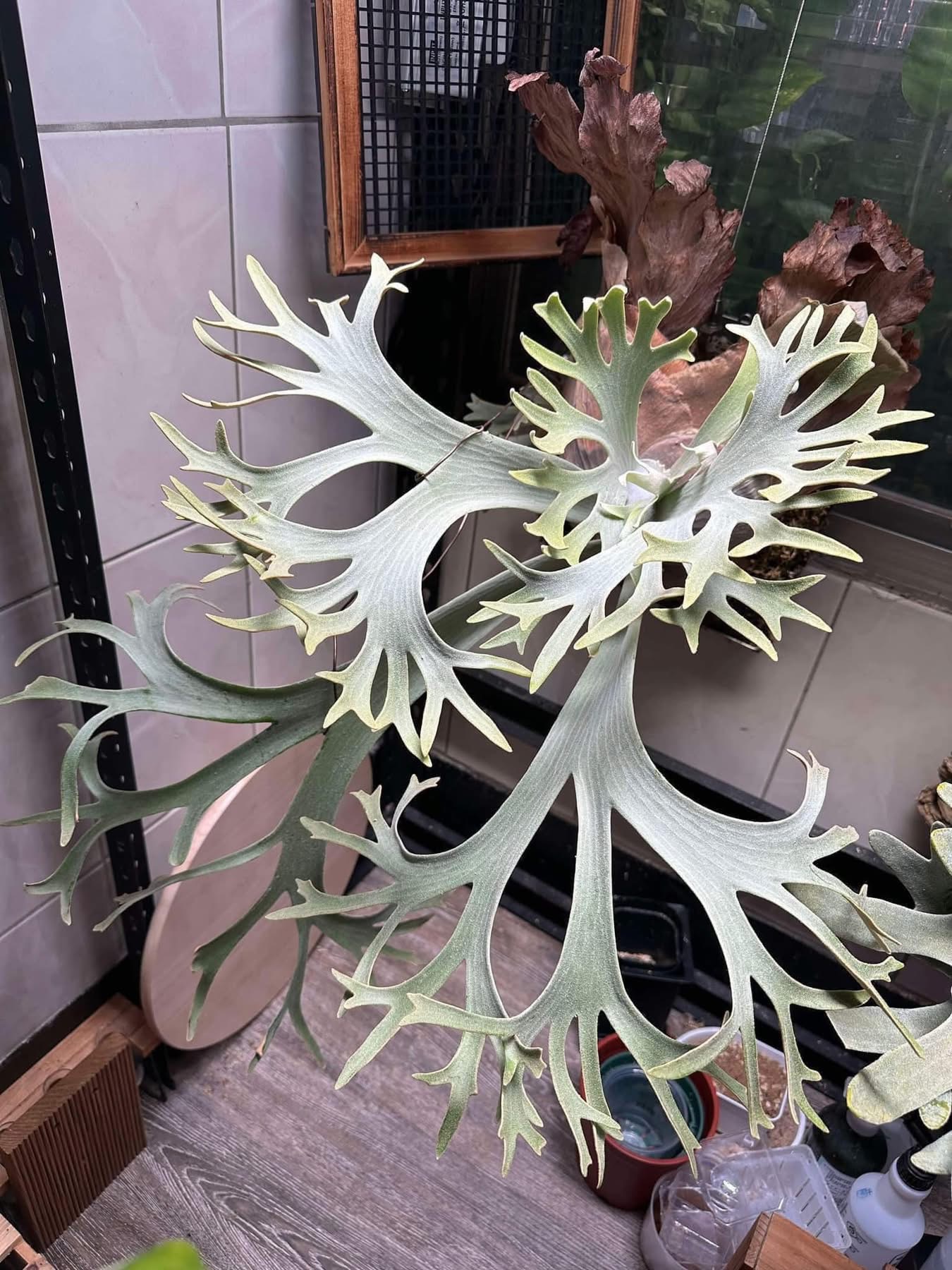 阿納帕壹號孢子苗