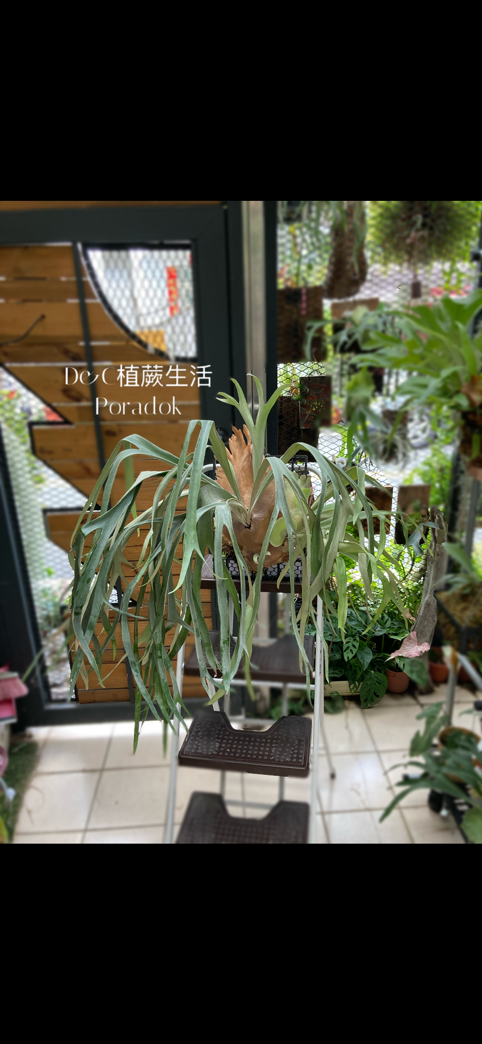 黃月x貓交種孢子苗