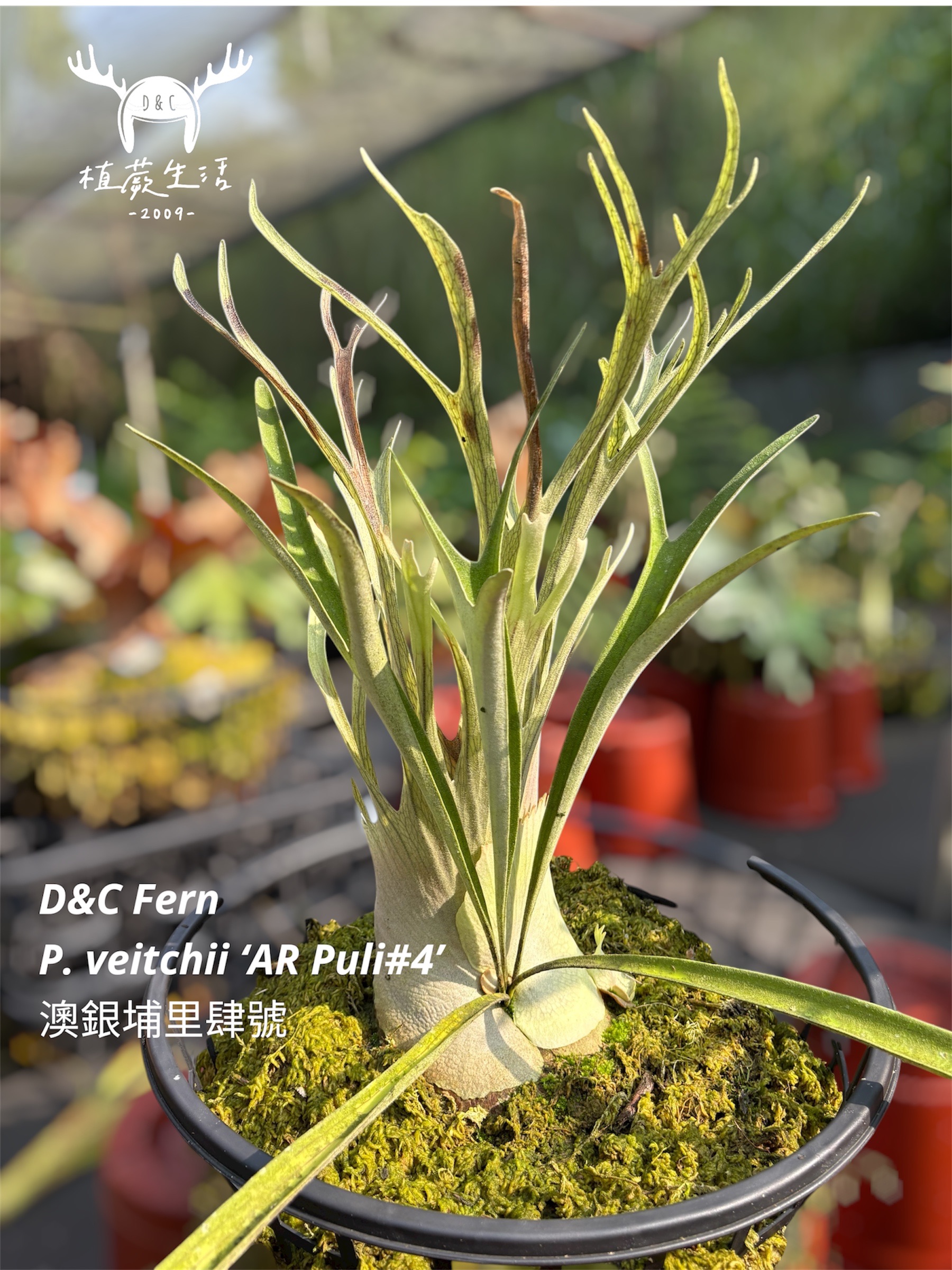 澳銀埔里四號孢子苗