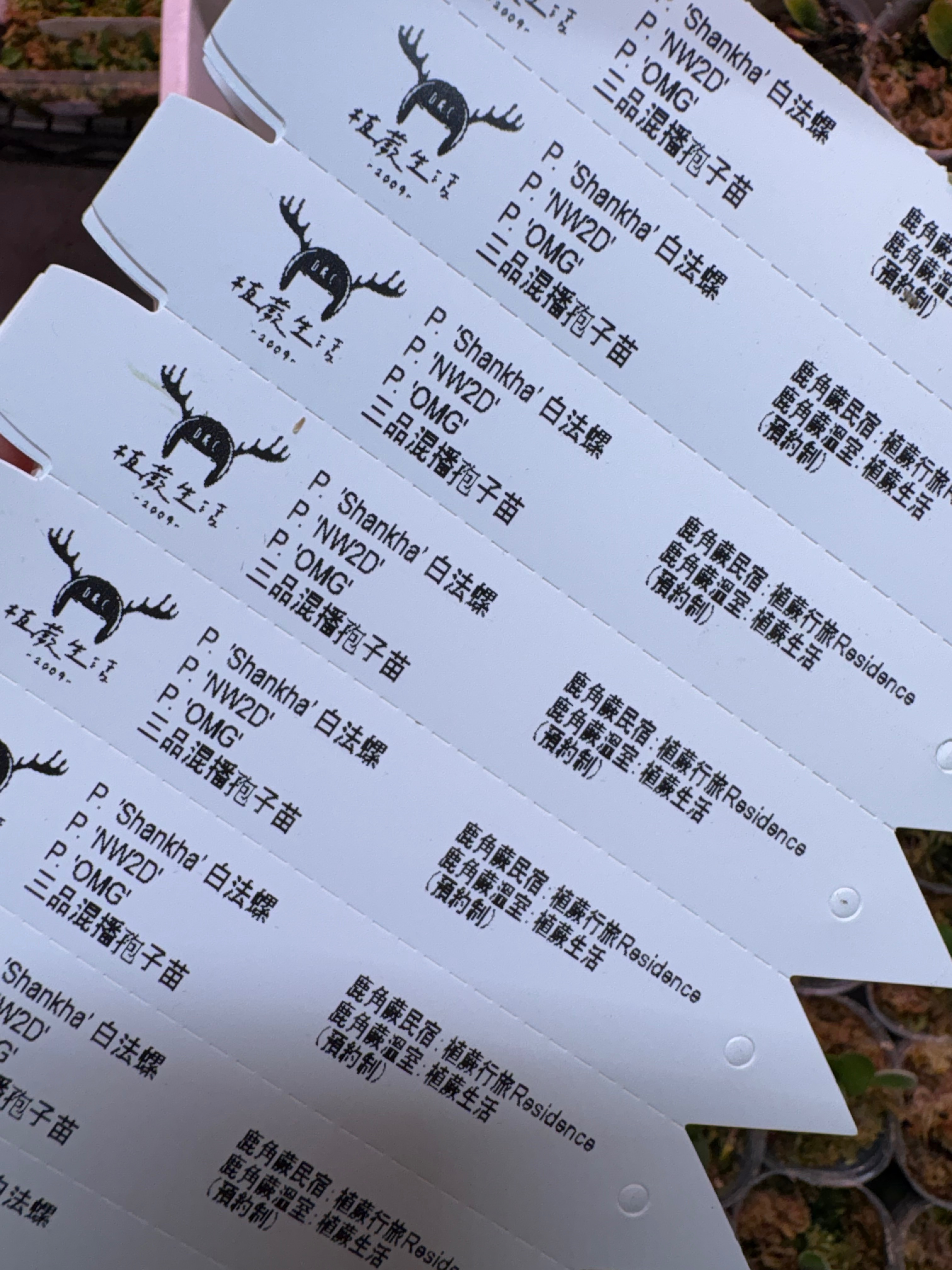 白法螺xOMGxNW2D 三品混播苗