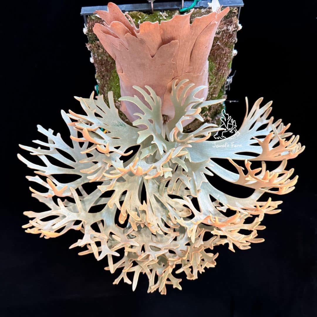 OMG孢子苗非組培