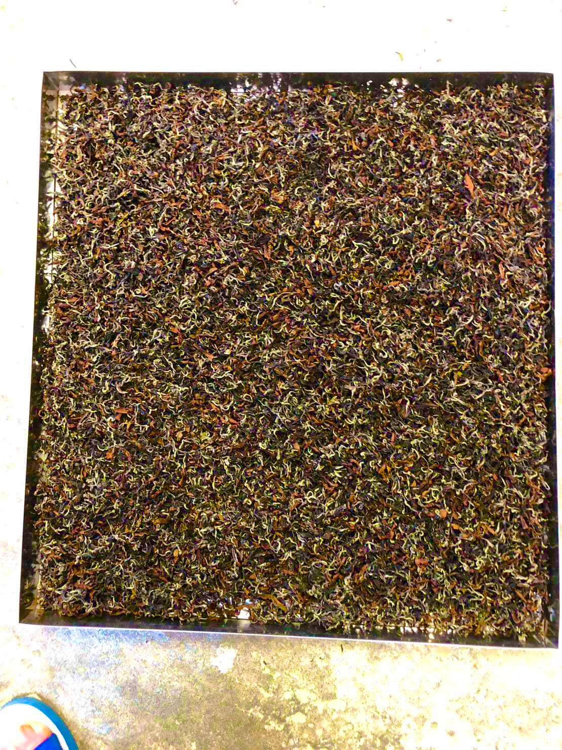 頂級出口日本客戶專用頂級白毫烏龍東方美人茶  限量3台斤 日本專用5000/斤 頂級東美