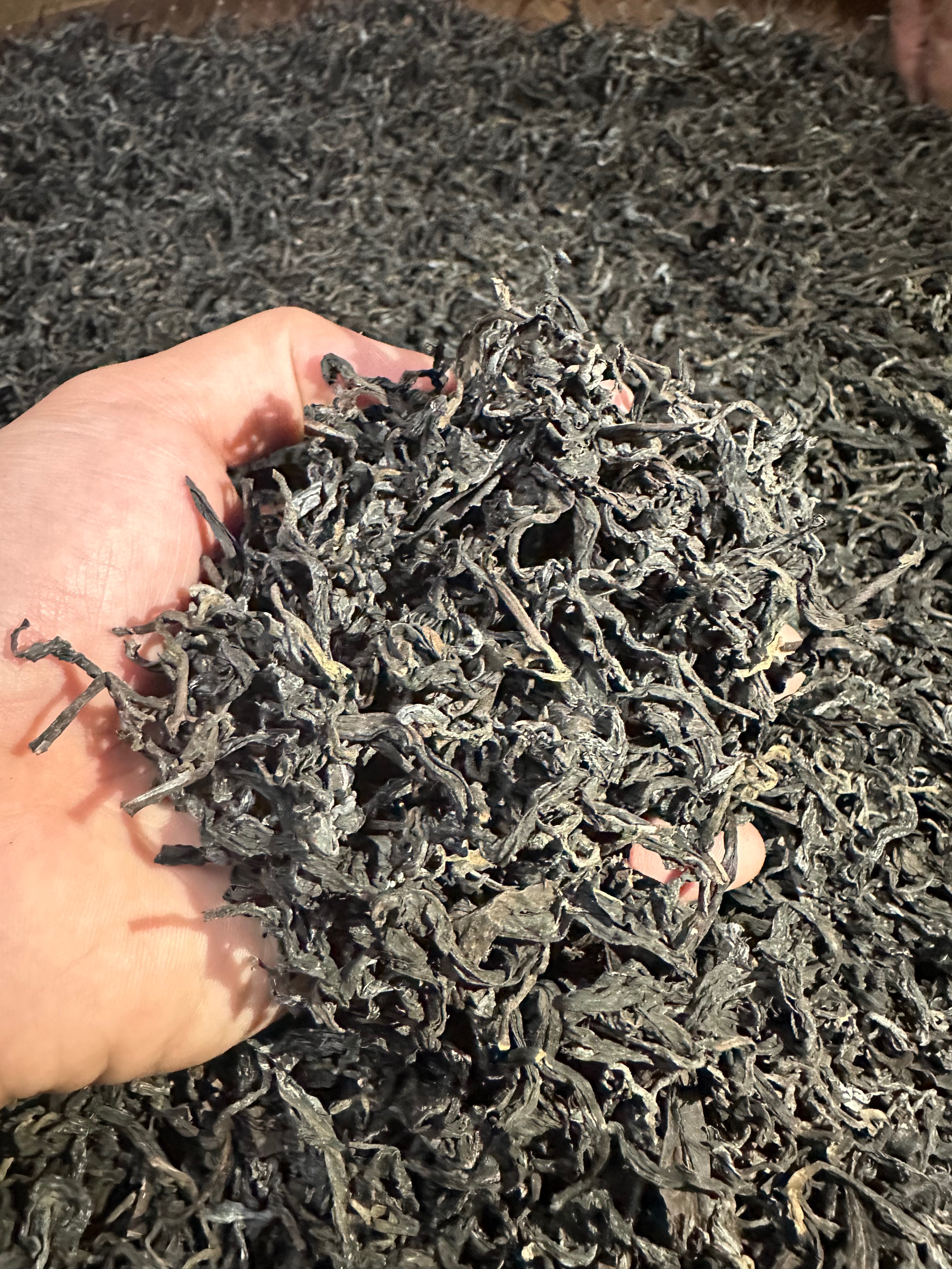 1980年代老包種茶