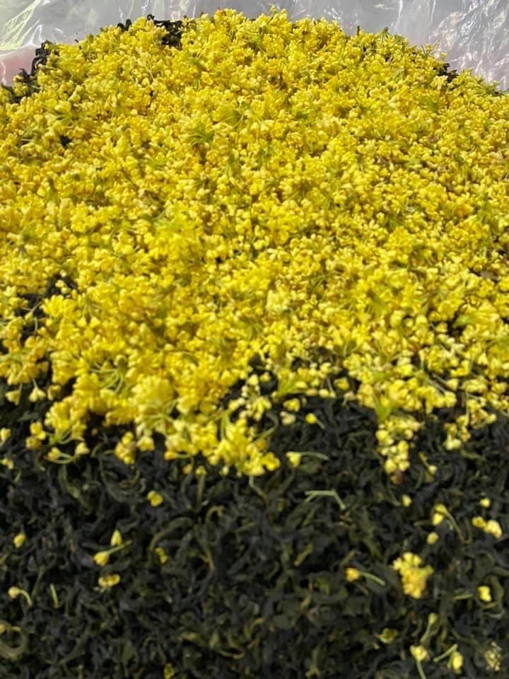 2025/11/30 烘焙  桂花烏龍（包種茶 ）