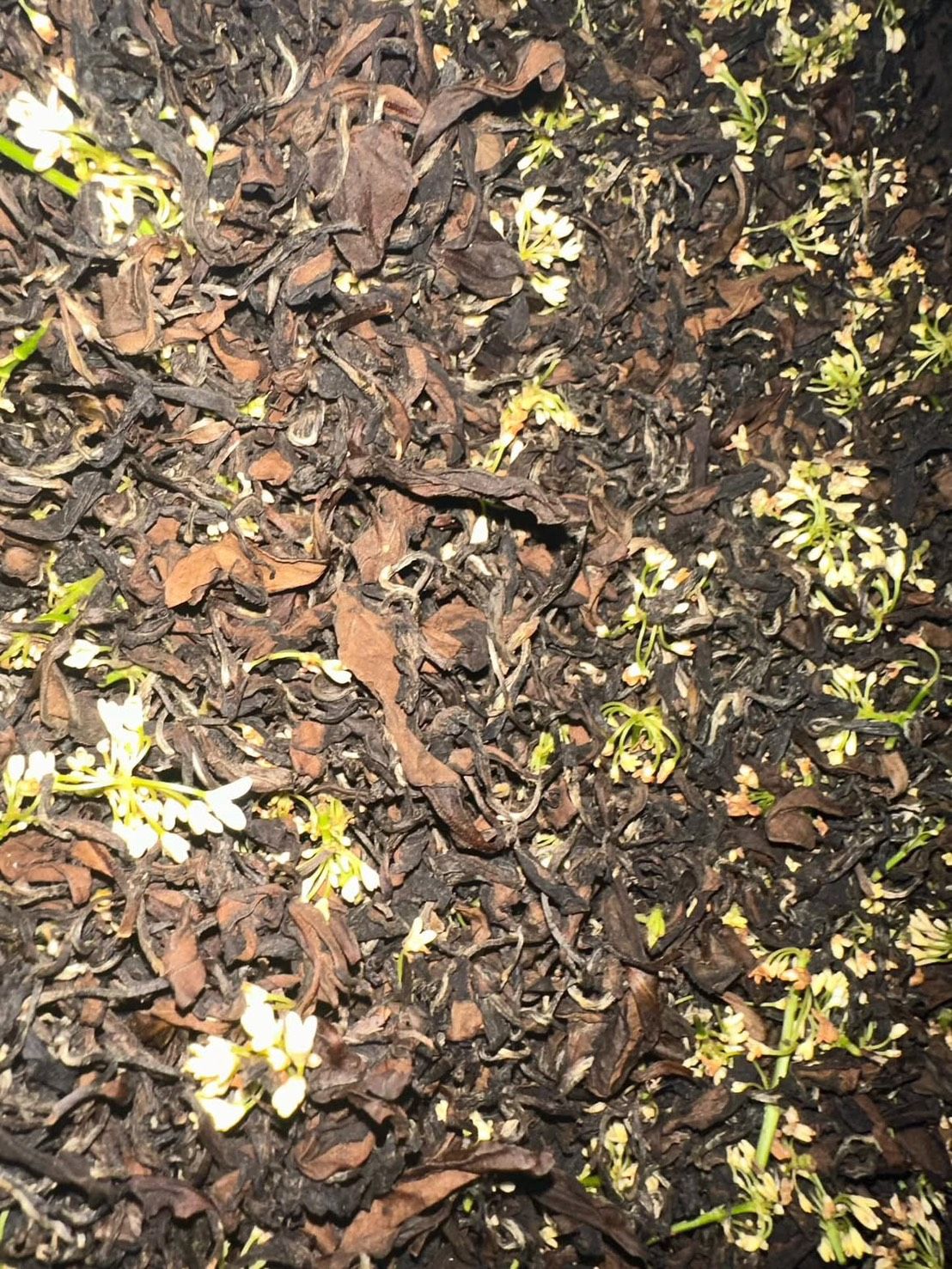 2026/02/08 烘焙 桂花東方美人茶 （青心烏龍品種）!!!!!!