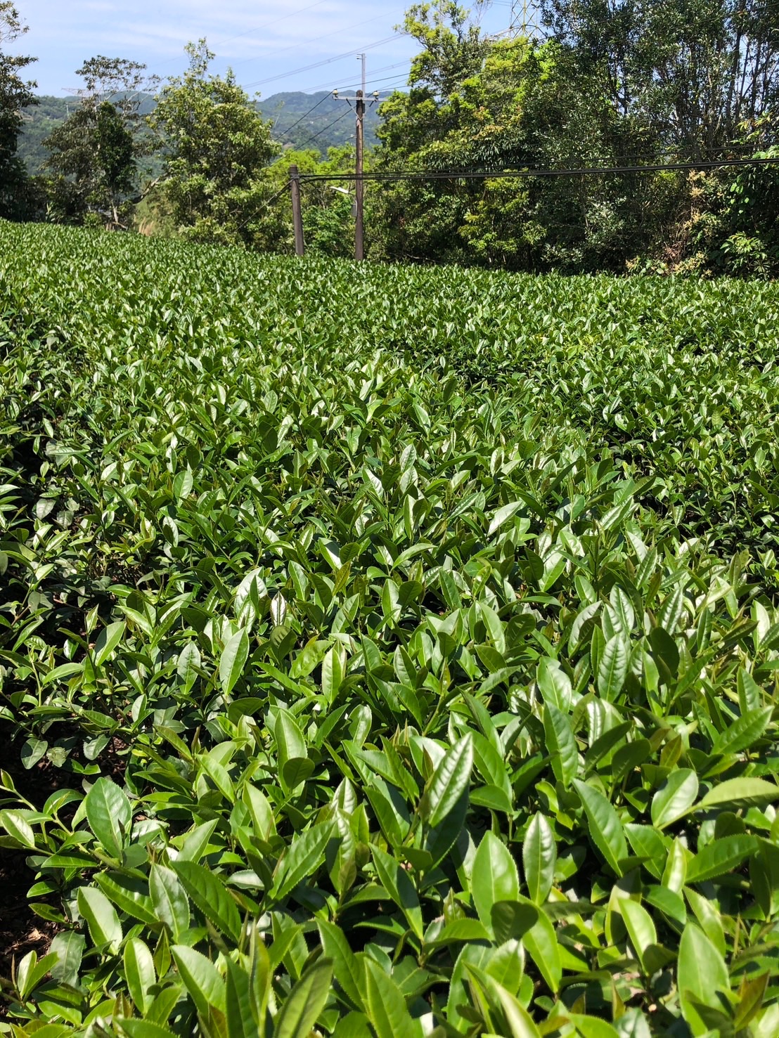 比賽款預購！115春季文山包種茶比賽茶 （野薑花香金萱） 4/10號製成