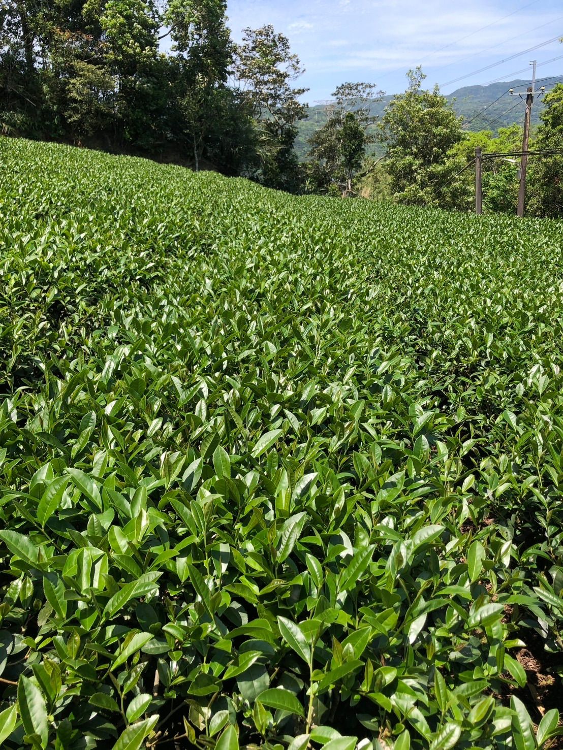 預購 2026/04/ 13 春季 ---- 原片金萱野薑花香文山包種茶  （沒挑梗原片茶葉）