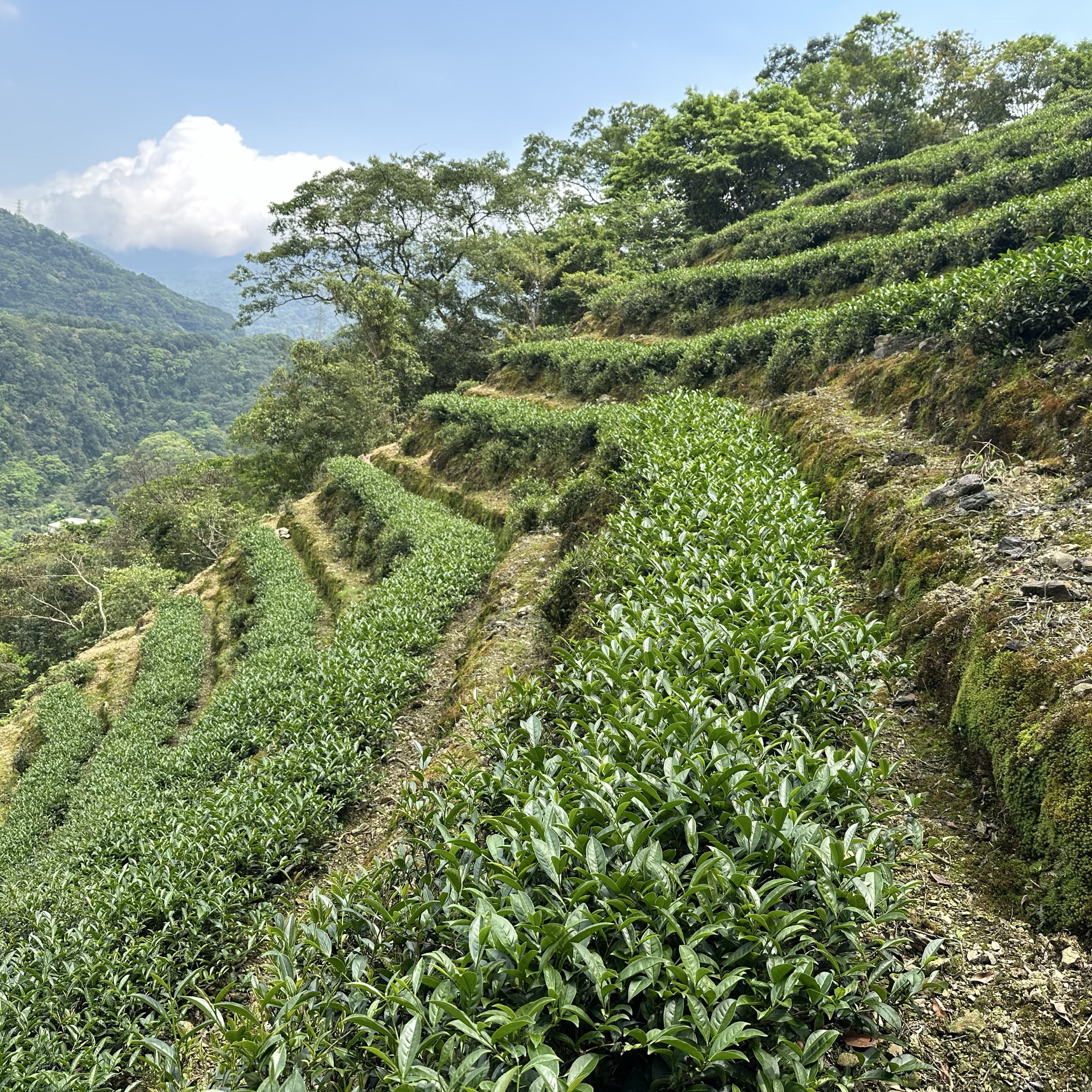 迎香文山包種茶 115春季