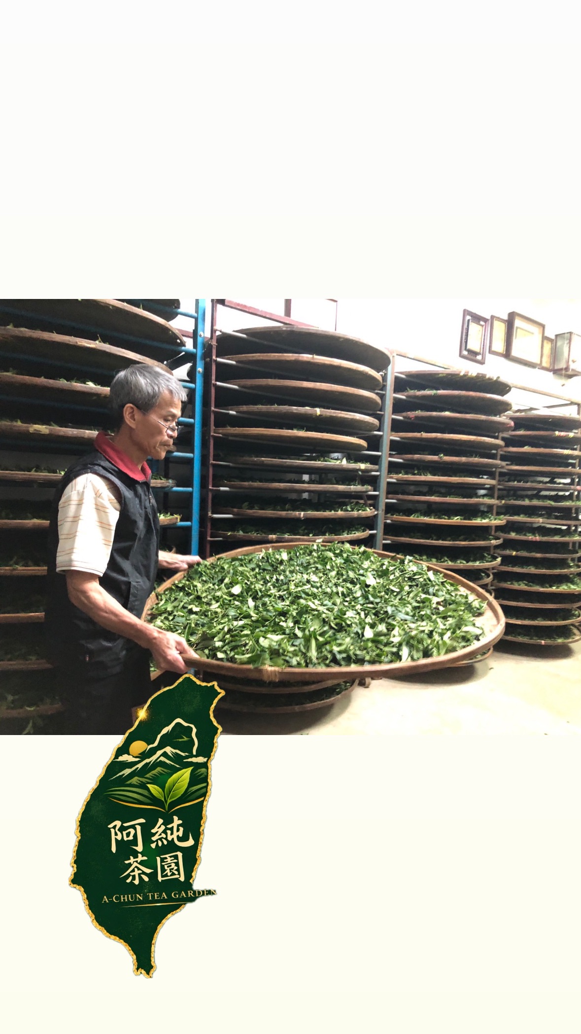 115春季文山包種茶（青心烏龍）自然農法系列