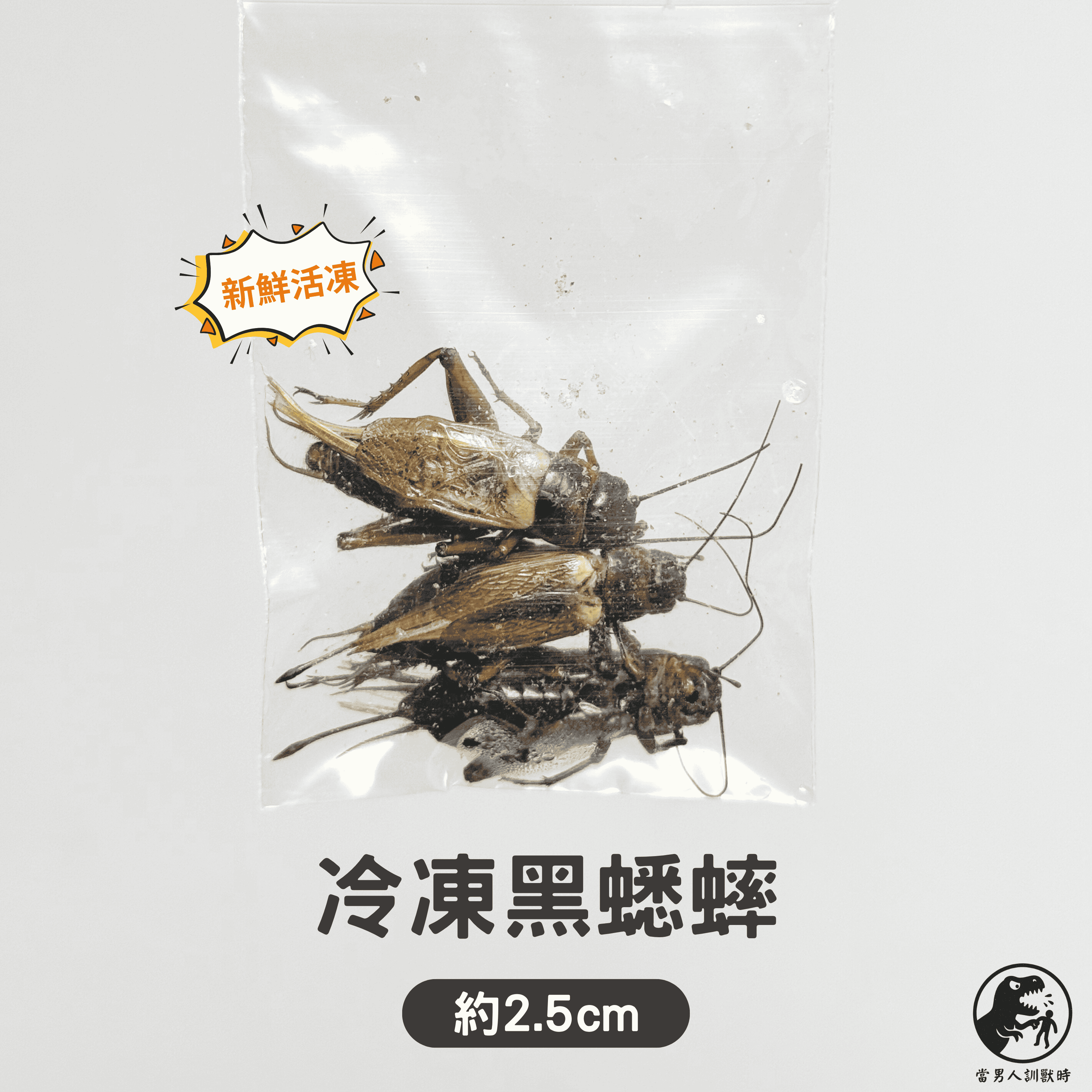 冷凍黑/白蟋蟀（3隻一包）🔺可混搭 / 最低量需購買十包🔺