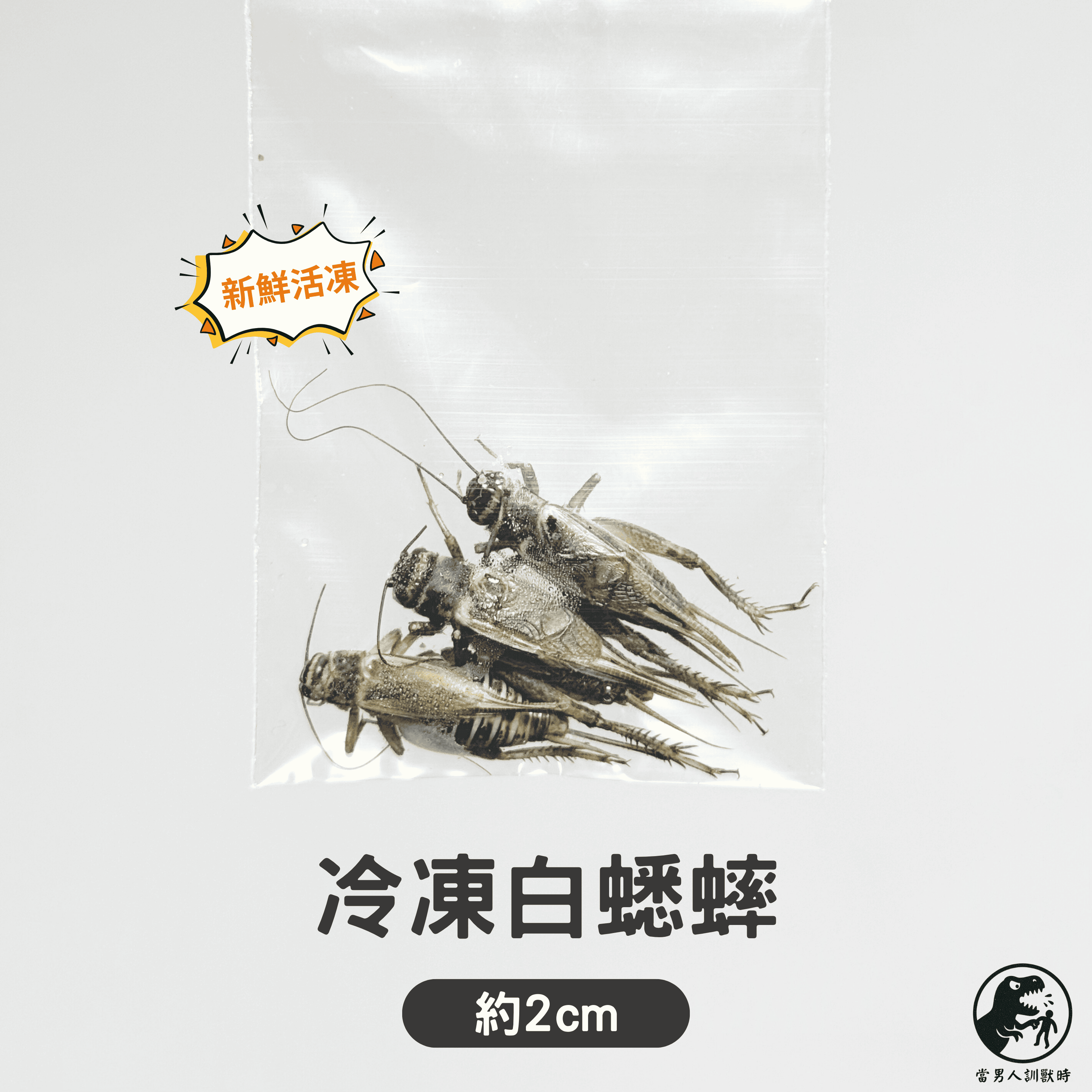 冷凍白蟋蟀（3隻一包）🔺可混搭 / 最低量需購買十包🔺