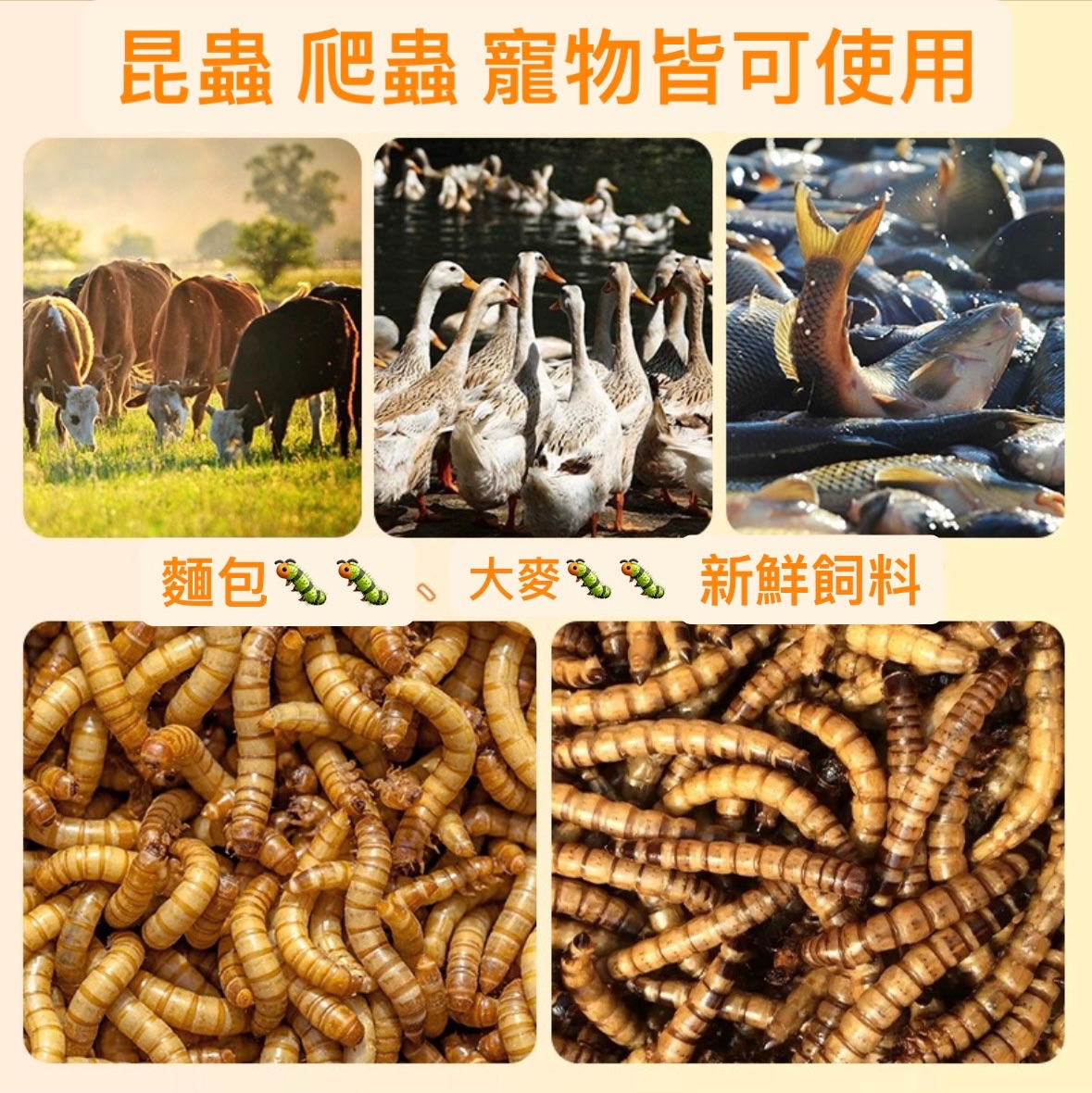 爬蟲飼料賣場