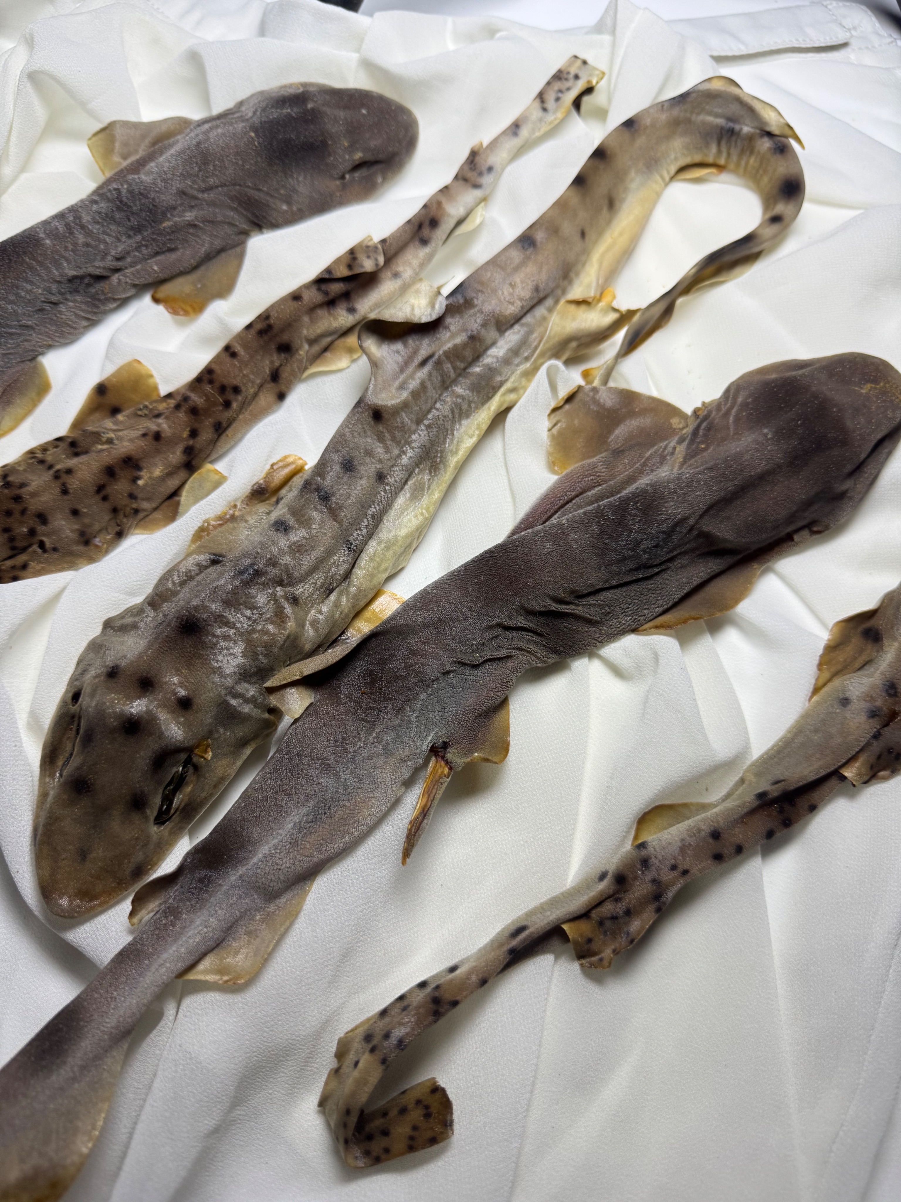 （耐咬系列、要訂私闆）侏儒鯊魚