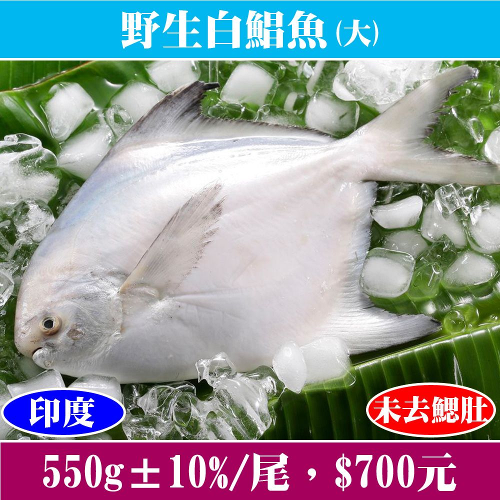 【立揚水產】野生白鯧魚