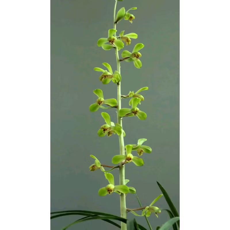 惠蘭 【端蕙梅】九華