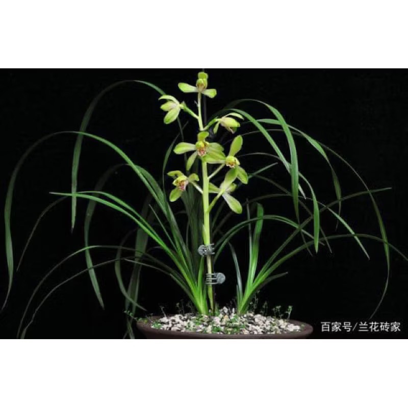 惠蘭【大一品】九華