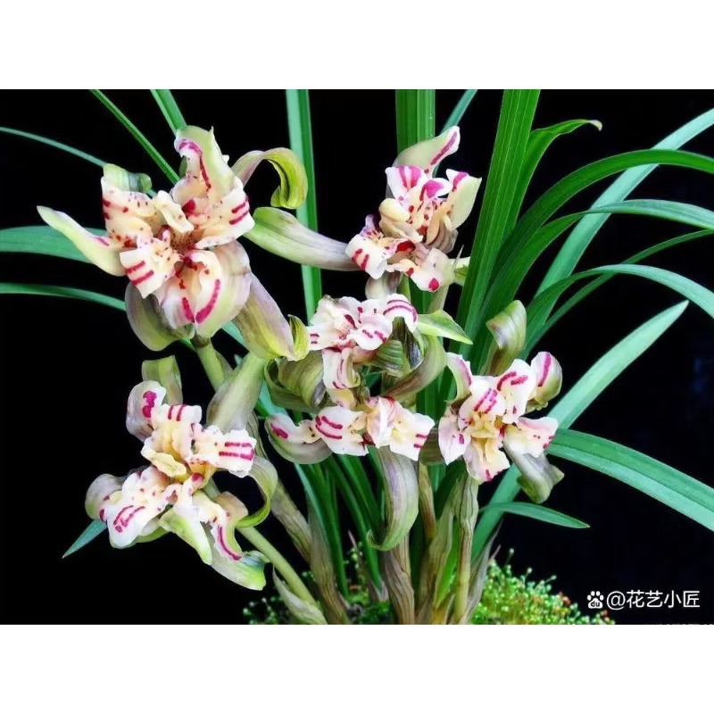 春蘭【天彭牡丹】