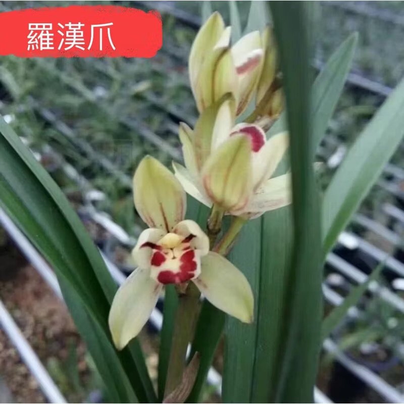 四季蘭【羅漢爪】