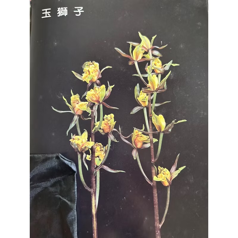 報歲蘭【玉獅子】