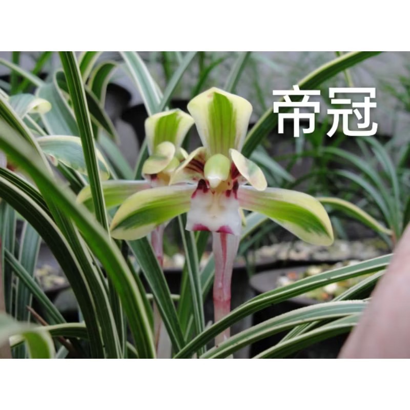 春蘭【帝冠】