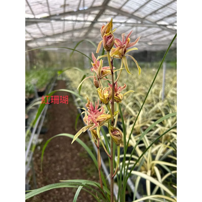 寒蘭【紅珊瑚】