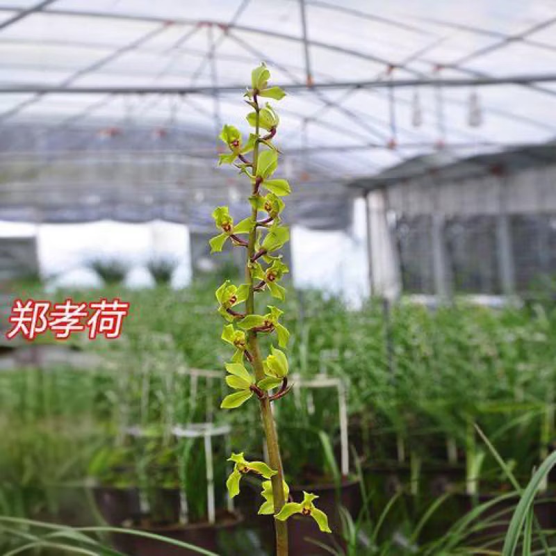 惠蘭 【鄭孝荷】九華