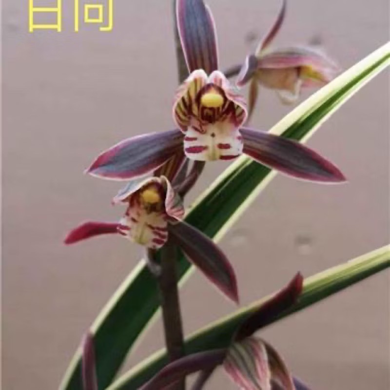 報歲蘭【黃金日向】