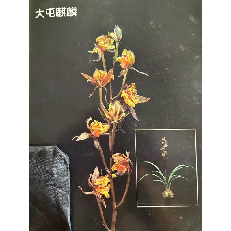 報歲蘭【大屯麒麟】