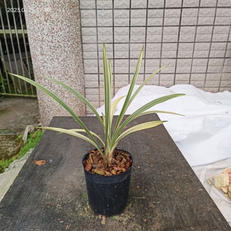 四季蘭【大滿貫】