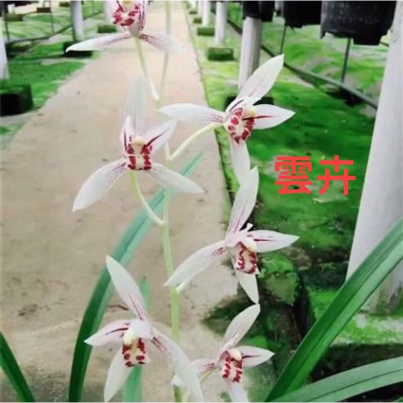 四季蘭【雲卉】