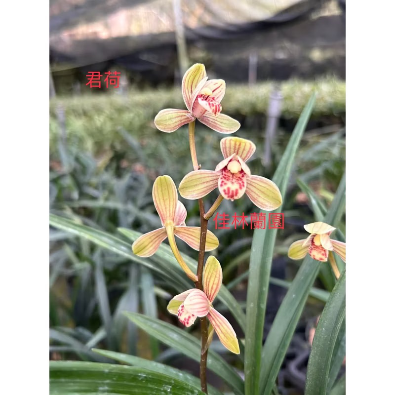 四季蘭【君荷】