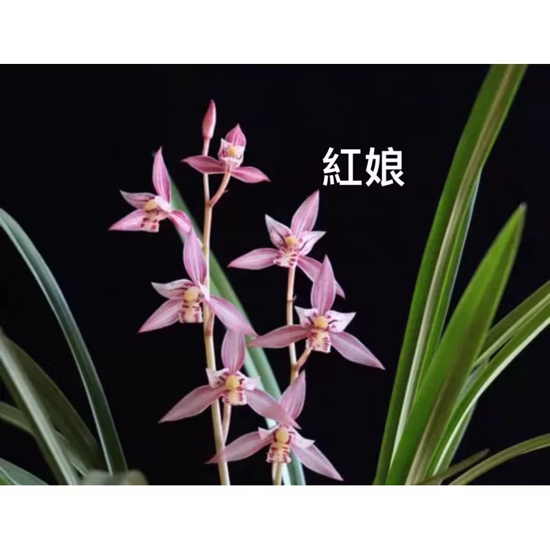 四季蘭【紅娘】