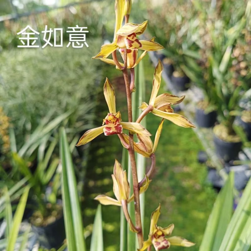 報歲蘭【金如意】