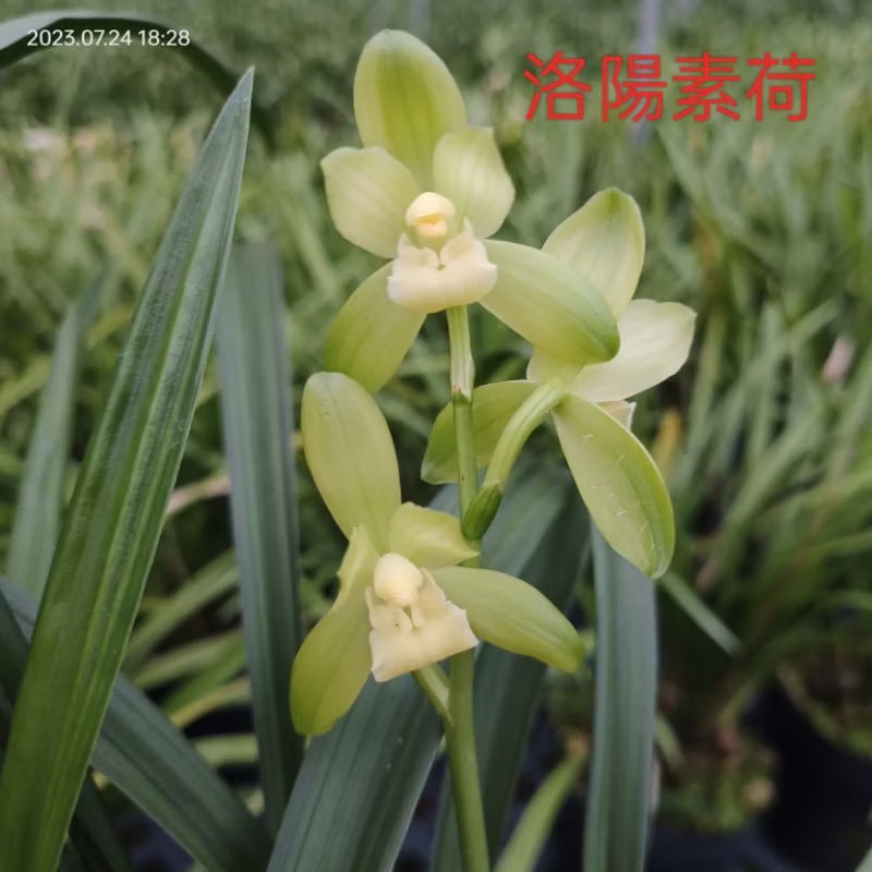 四季蘭【洛陽素荷】