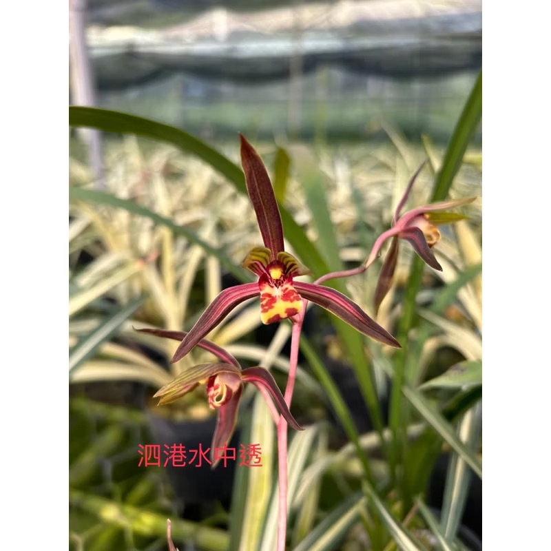 報歲蘭【泗港水中透藝】高級藝術品