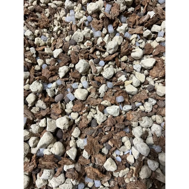 國蘭介質 黃金比例特調