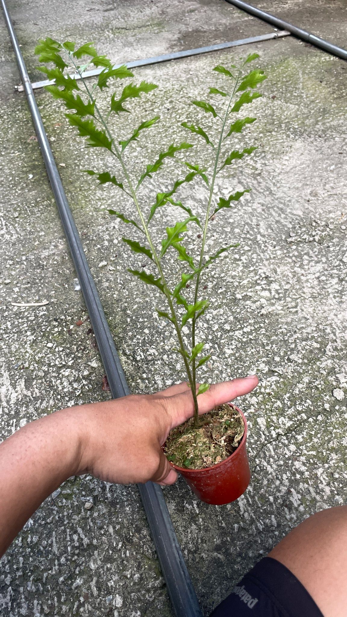 綴化柳葉槲蕨