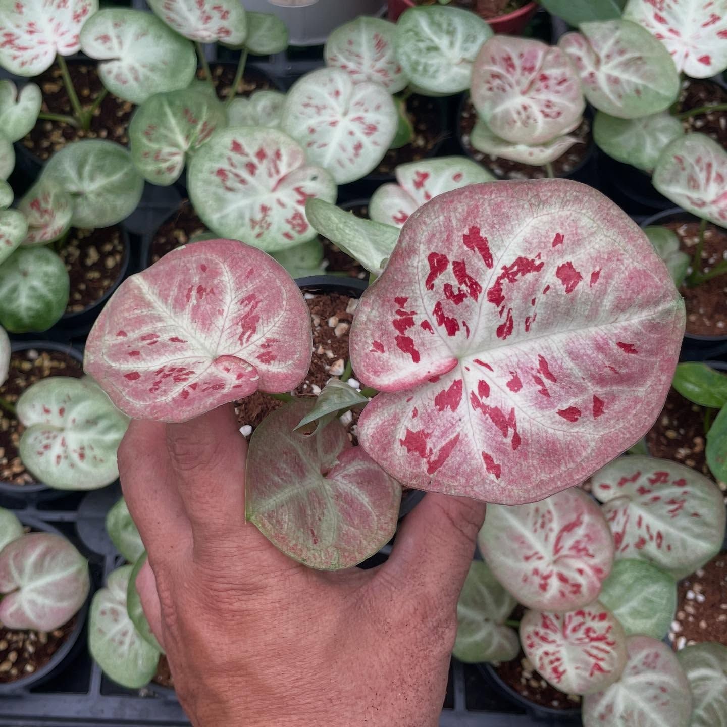 朝霞 彩葉芋