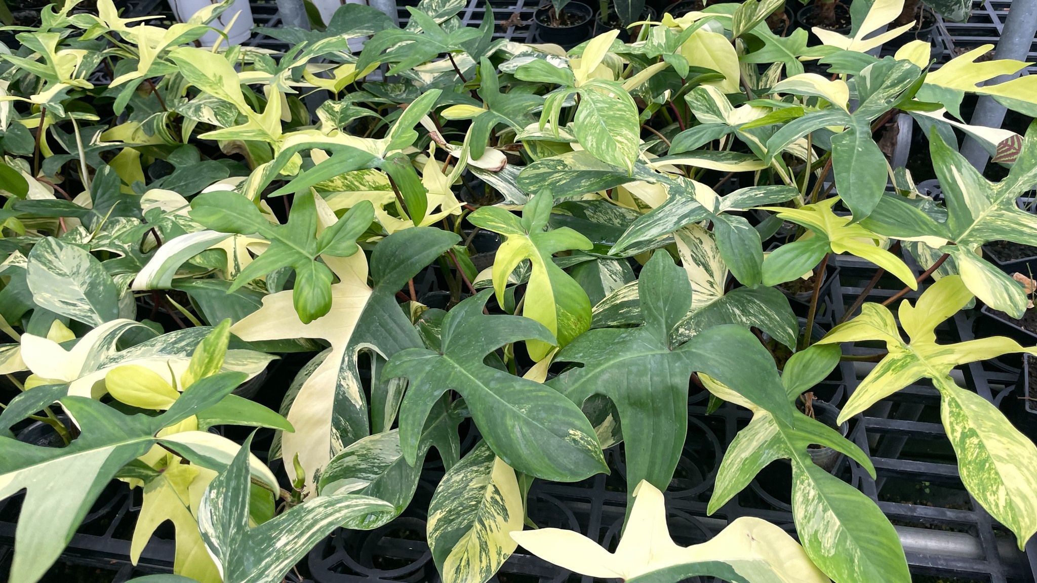 斑葉龍爪