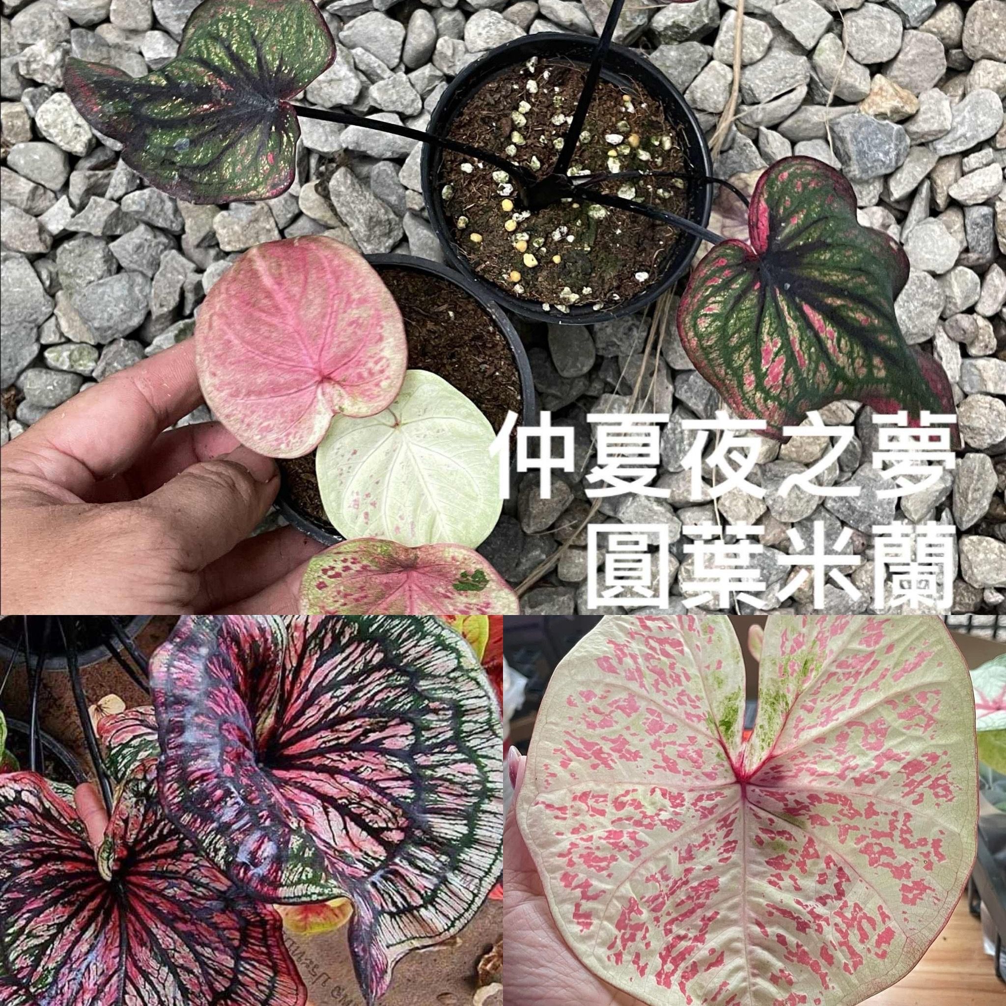 仲夏夜之夢+圓葉米蘭（送交響曲）