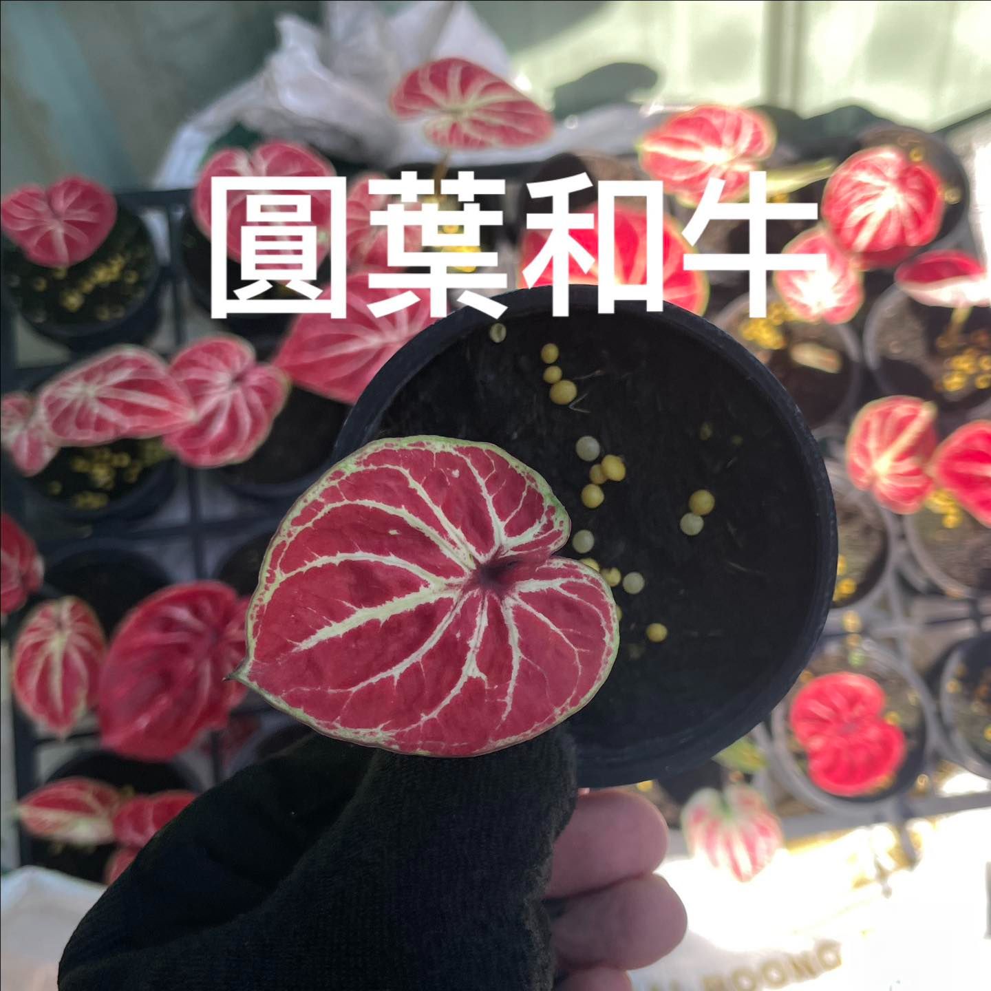 圓葉和牛