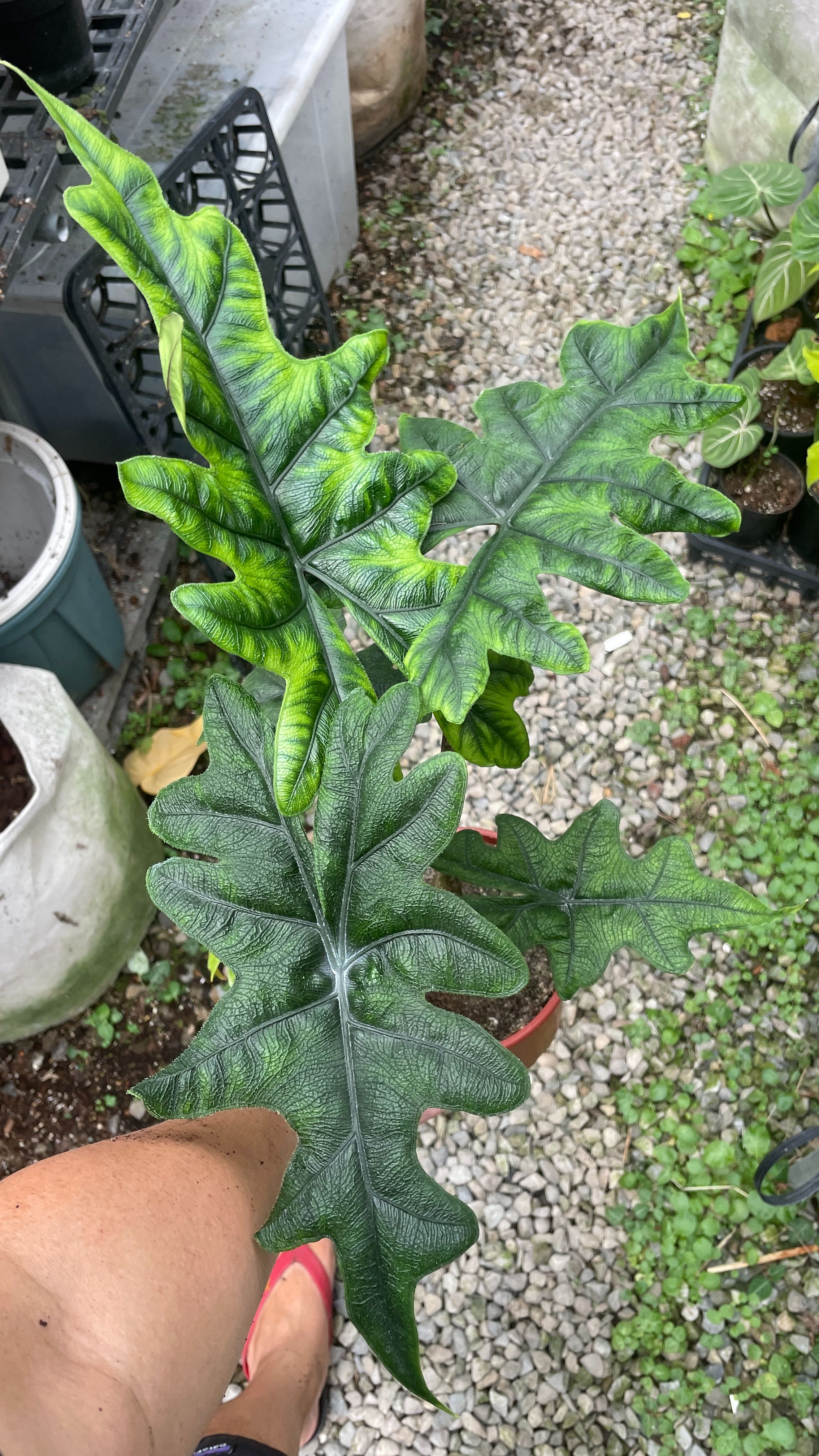 捷克林