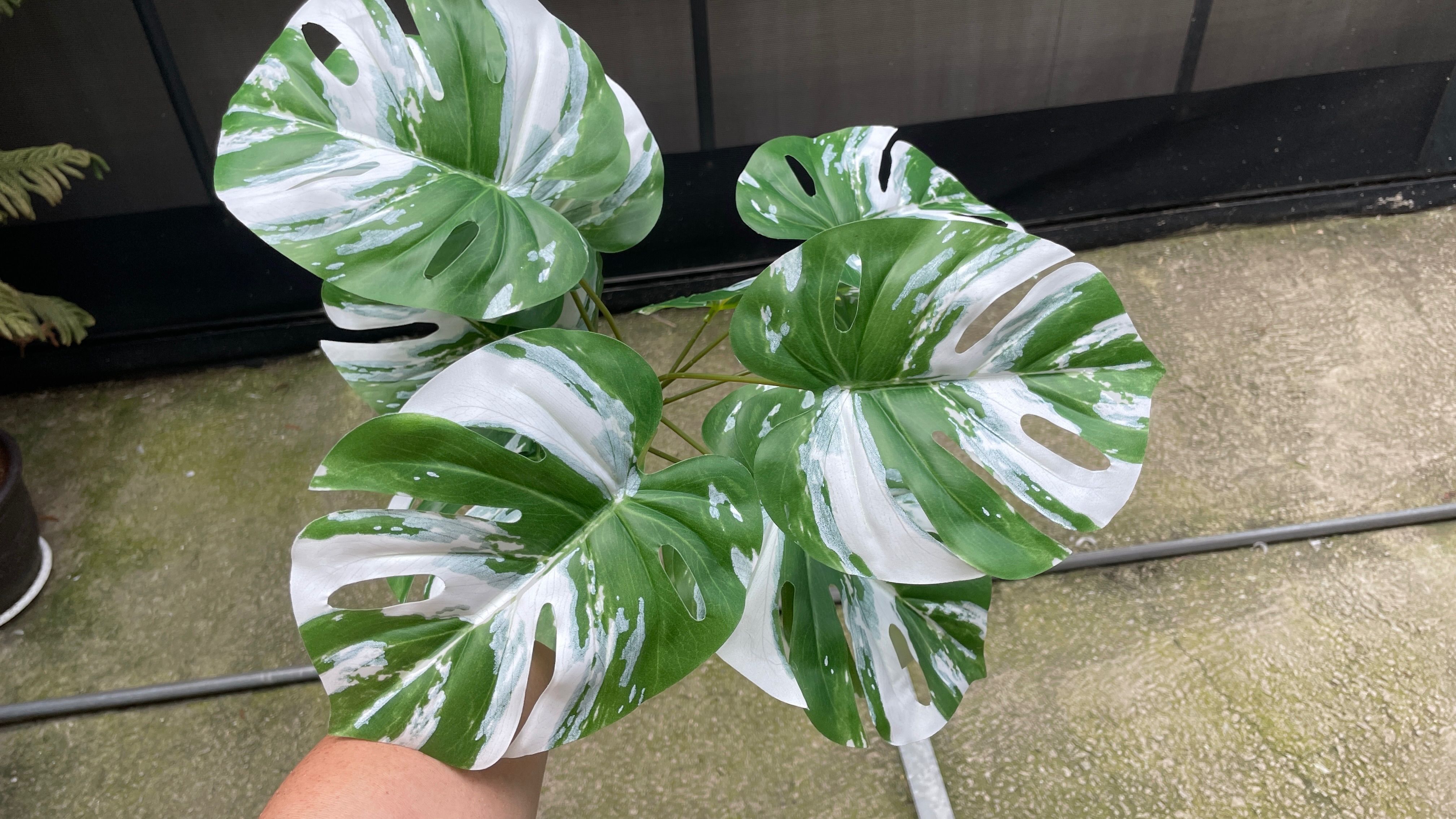 塑膠白龜