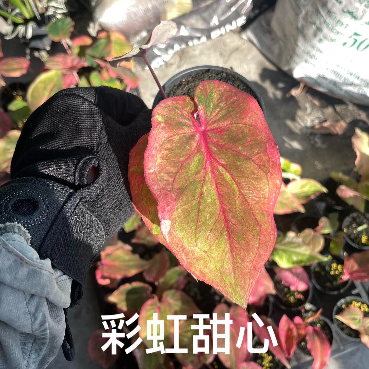 彩虹甜心
