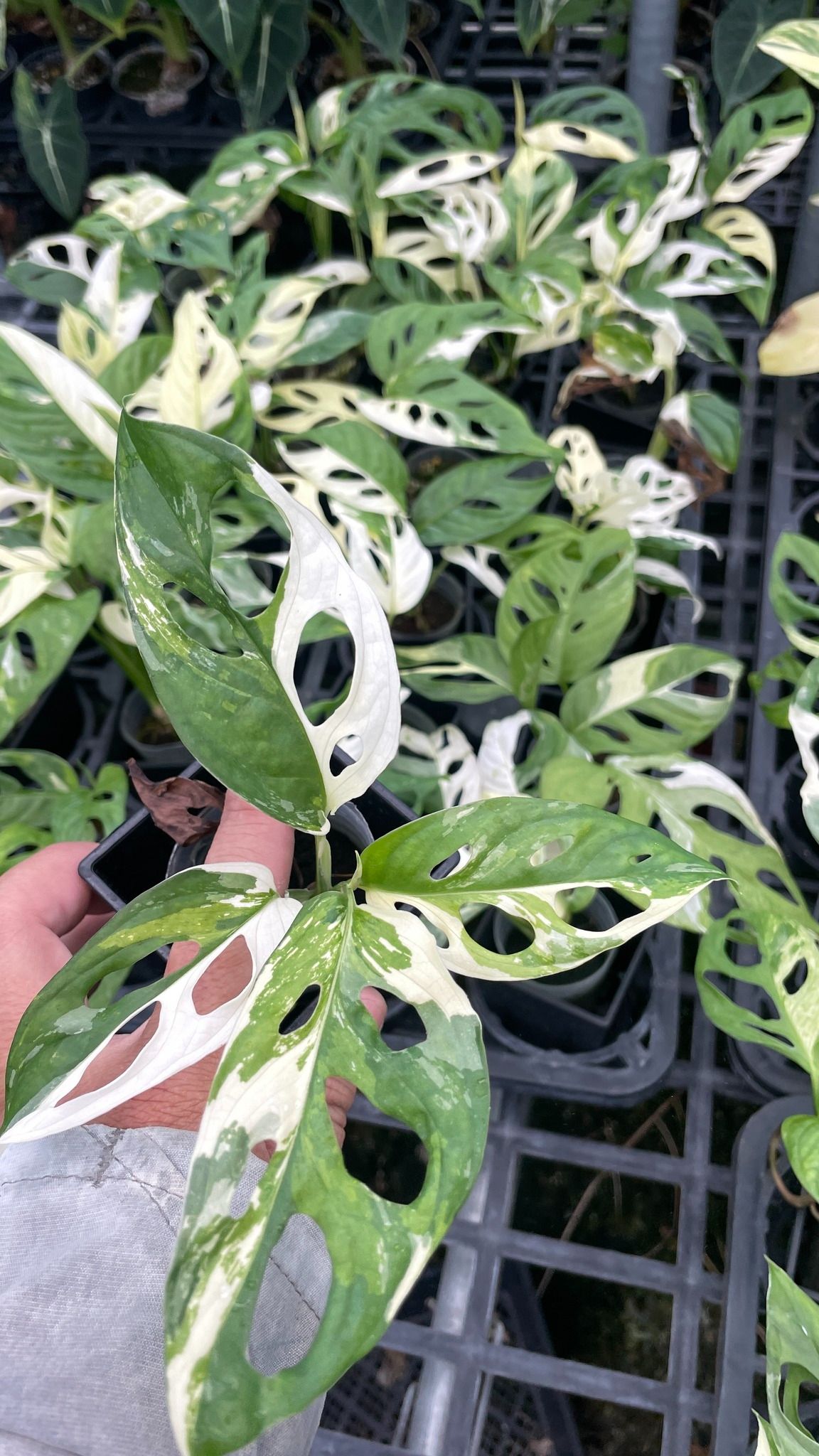 白斑洞洞龜背芋